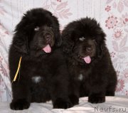 Превью фото № 216349