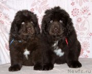 Превью фото № 216352