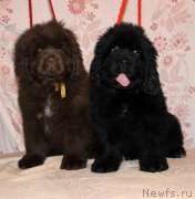 Превью фото № 216353