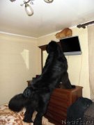 Превью фото № 216357