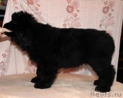 Превью фото № 216360