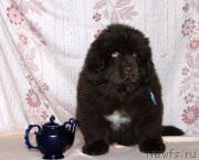 Превью фото № 216406