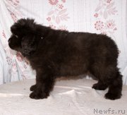 Превью фото № 216411