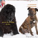 Превью фото № 216432