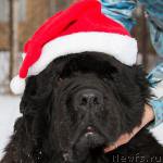 Превью фото № 216437