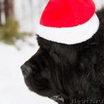 Превью фото № 216438