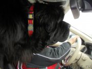 Превью фото № 216457