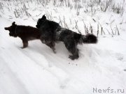 Превью фото № 216464