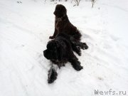 Превью фото № 216465