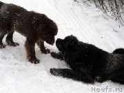 Превью фото № 216467