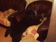 Превью фото № 216562