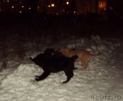 Превью фото № 216564