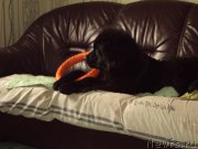 Превью фото № 216569