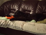 Превью фото № 216570