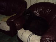 Превью фото № 216571