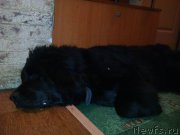 Превью фото № 216574