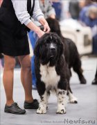 Превью фото № 216577