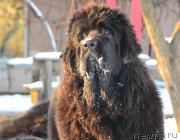 Превью фото № 216582