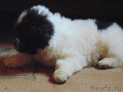 Превью фото № 216598