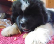 Превью фото № 216602