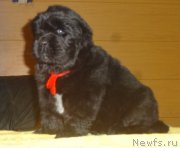 Превью фото № 216626