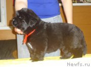 Превью фото № 216629