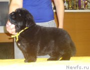 Превью фото № 216633