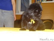 Превью фото № 216634