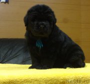 Превью фото № 216636