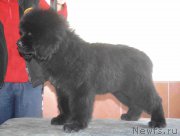 Превью фото № 216644