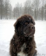 Превью фото № 216645