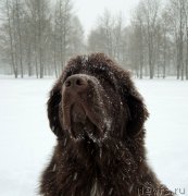 Превью фото № 216650