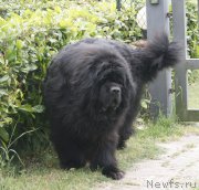 Превью фото № 216664