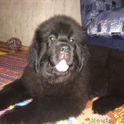 Превью фото № 216691