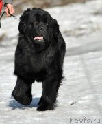 Превью фото № 216709