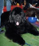 Превью фото № 21674