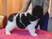 Превью фото № 216747