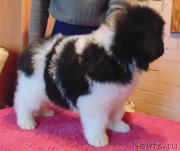 Превью фото № 216750