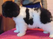 Превью фото № 216754