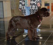 Превью фото № 216757