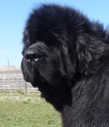 Превью фото № 216847