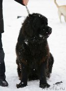 Превью фото № 216922