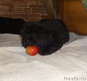 Превью фото № 216936