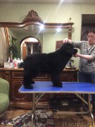 Превью фото № 216942