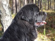 Превью фото № 216943