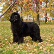 Превью фото № 217008