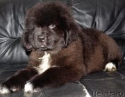 Превью фото № 217043