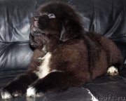 Превью фото № 217044