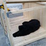 Превью фото № 217078