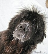 Превью фото № 217084